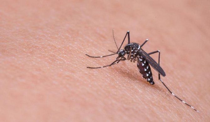 10 гаджетов для борьбы с комарами: как они работают и какие стоит выбрать