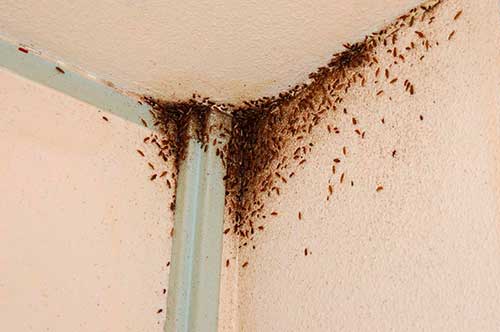 10 мест откуда могут заползти тараканы в дом