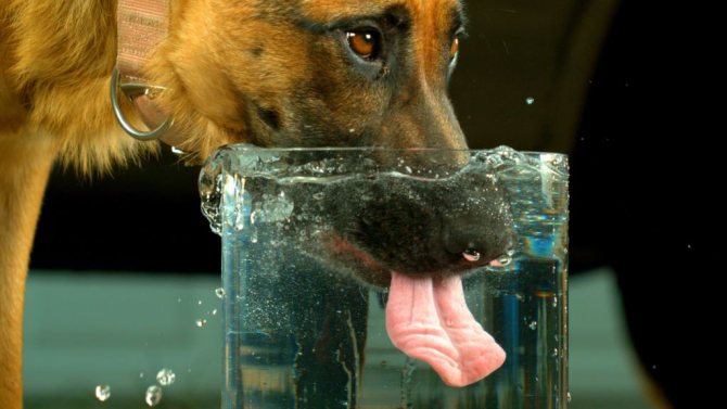 14 причин, почему собака не пьет воду: что делать, холодный нос, вялая и лежит