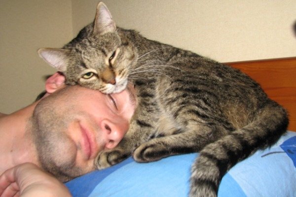 15 признаков того, что кошка признается человеку в любви