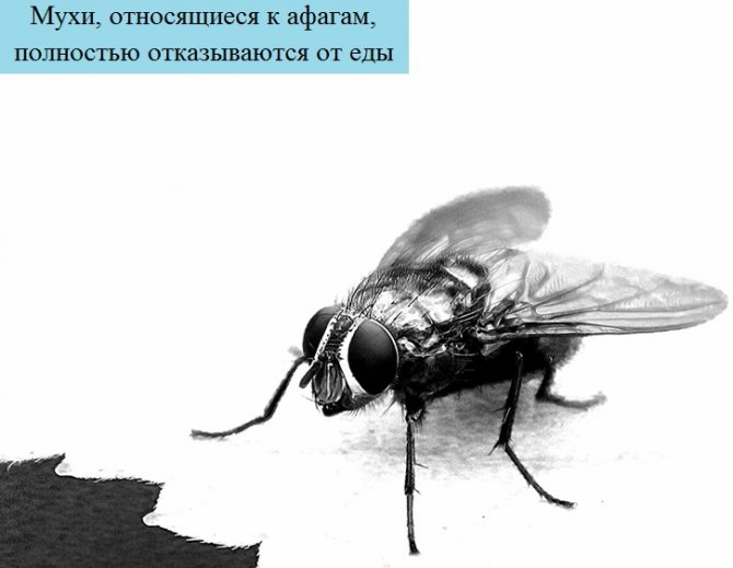 Комнатная муха полное или. Среда обитания мухи. Комнатная Муха живет. Ноги мухи. Афаги мухи.