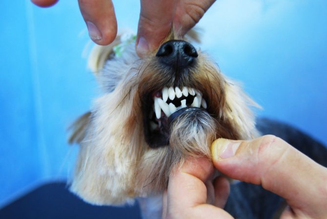 3 причины, почему у собаки текут слюни изо рта, симптомы и лечение