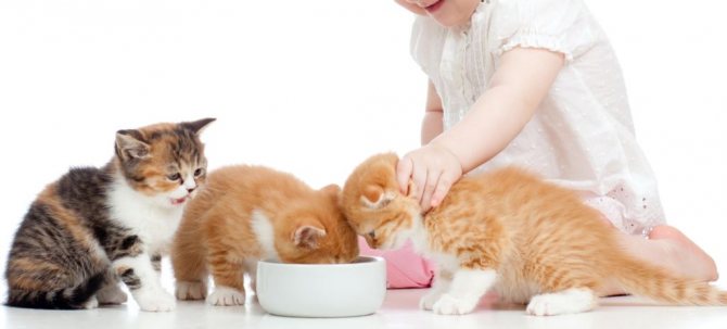 3 вида дерматита у кошек и лечение в домашних условиях