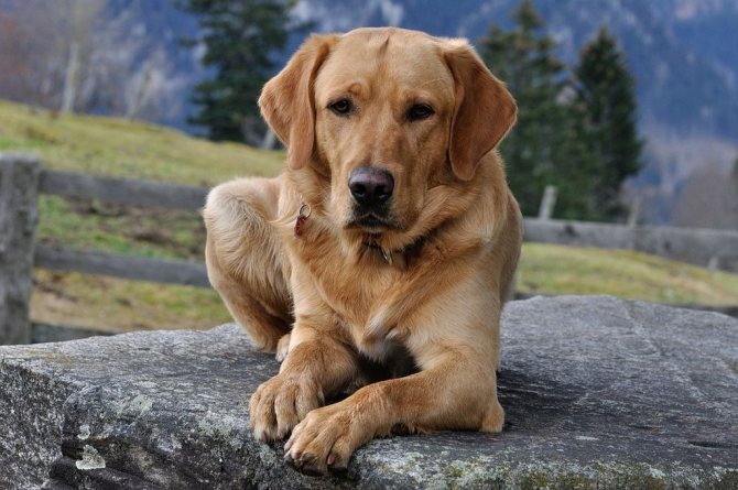 6 лучших хондропротекторов для собак: для собак крупных пород, лекарства для суставов