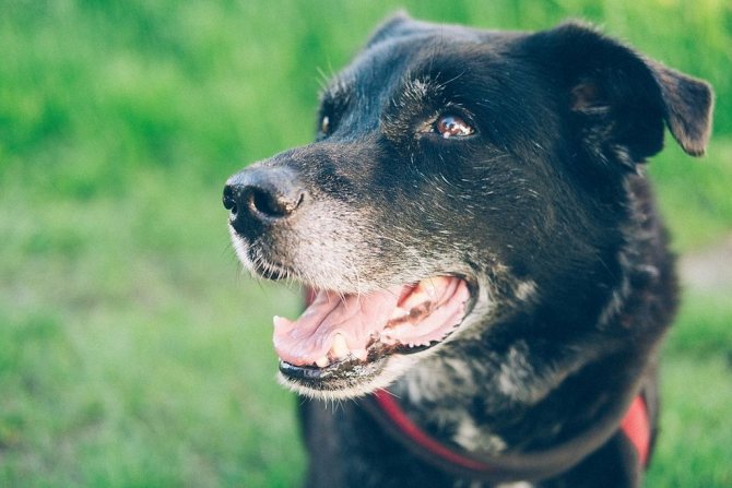 6 лучших хондропротекторов для собак: для собак крупных пород, лекарства для суставов