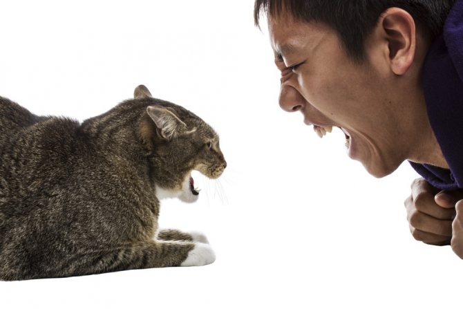 6 причин почему кошка шипит на человека