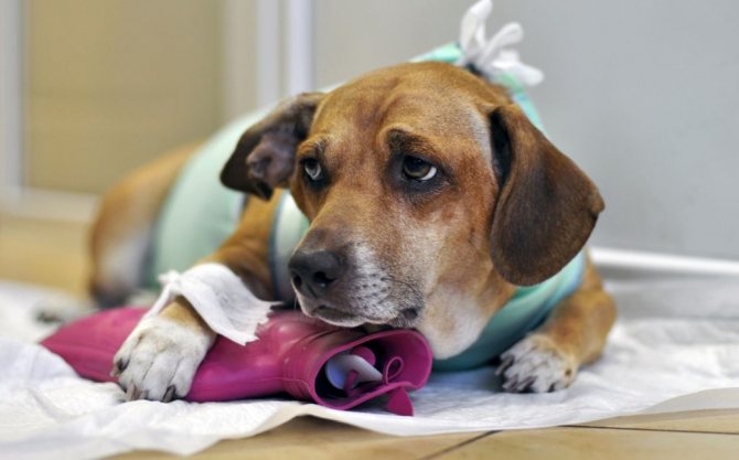 8 лучших обезболивающих для собак: после операции, при онкологии, инструкции по применению