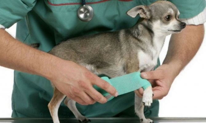 8 лучших обезболивающих для собак: после операции, при онкологии, инструкции по применению