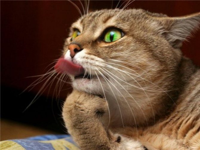 9 причин, почему кот или кошка показывают язык