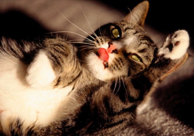 9 причин, почему кот или кошка показывают язык