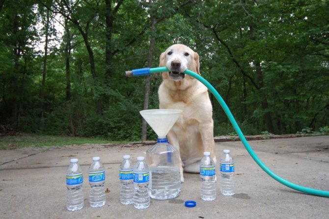 9 причин, почему собака много пьет воды и возможные заболевания