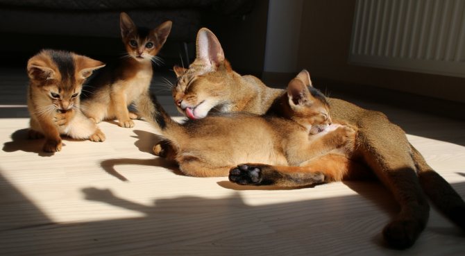 Абиссинская кошка с выводком котят