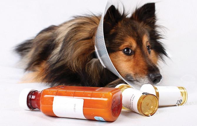 Аденовироз у собак - симптомы и лечние