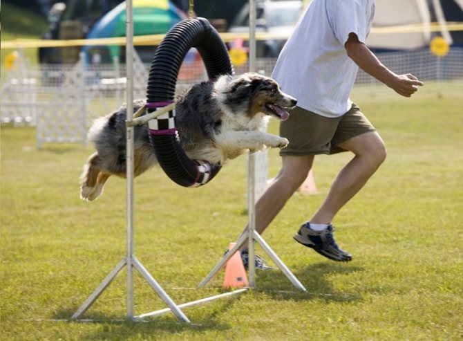 Аджилити для собак: фото, правила аджилити, классы, препятствия. Соревнования собак по аджилити. Снаряд для аджилити кольцо