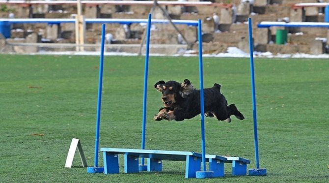 Аджилити для собак: фото, правила аджилити, классы, препятствия. Соревнования собак по аджилити. Снаряд для аджилити платформа