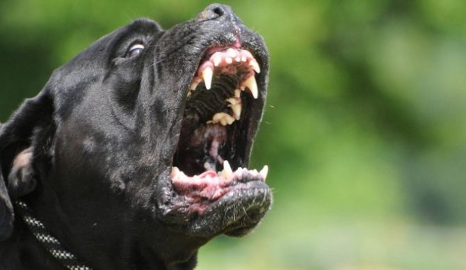 агрессия - причина эвтаназии собак