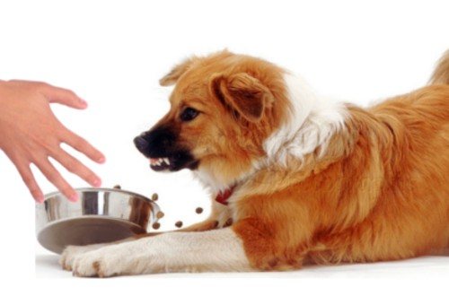 агрессия пса при отнимании еды