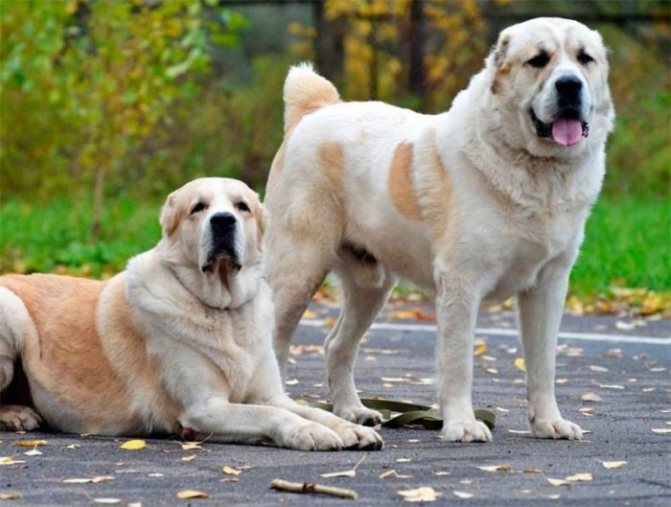 Лучшие породы собак для охраны и защиты