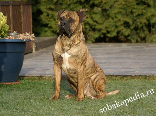 Алано эспаньол, испанский бульдог — испанская бойцовая порода собак