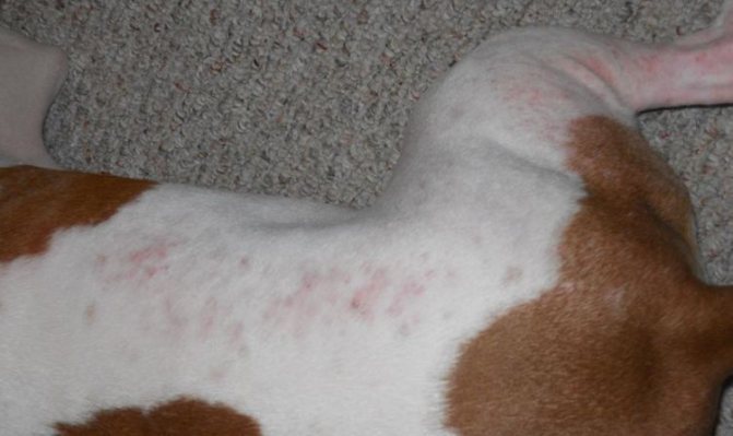 Аллергическая сыпь у собаки