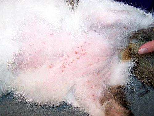 Аллергия на блох у кошек