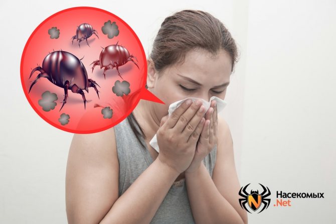 Аллергия на пылевых клещей