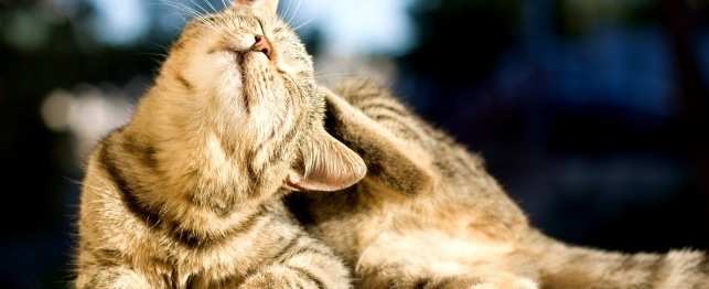 аллергия у кота на капли от блох что делать
