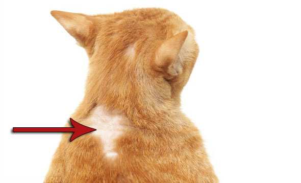 аллергия у кота на капли от блох что делать
