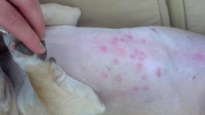 Аллергия у собаки