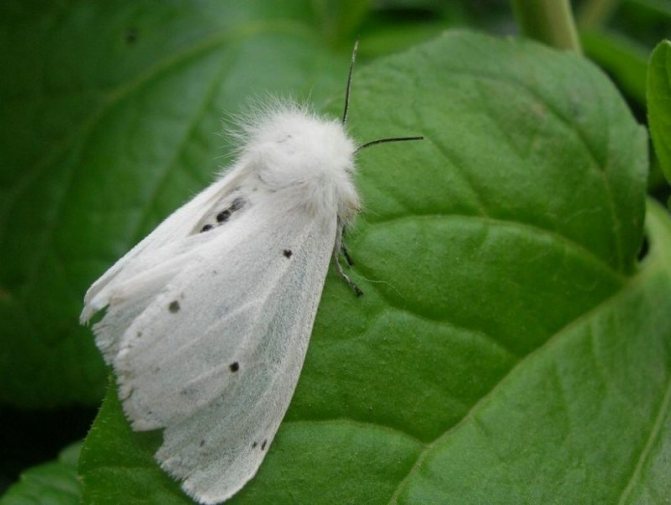 «Американская белая бабочка» фото - 8601 gal 1535972752 1 800x602