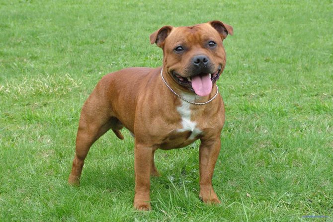 Американский стаффордширский терьер: фото собаки, цена, описание породы, характер, видео