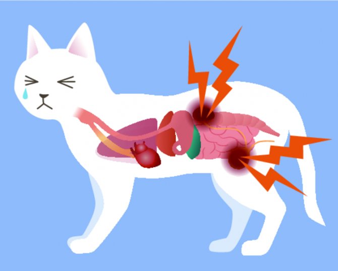 Амилоидоз у кошек признаки диагностика и лечение