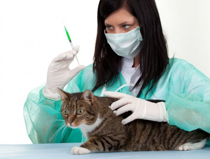 Амоксициллин для кошек - побочные эффекты, противопоказания, механизм действия и аналоги
