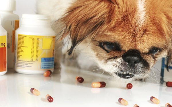 Амоксициллин для собак полное описание препарата, дозировка, противопоказания