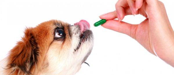 Амоксициллин для собак полное описание препарата, дозировка, противопоказания
