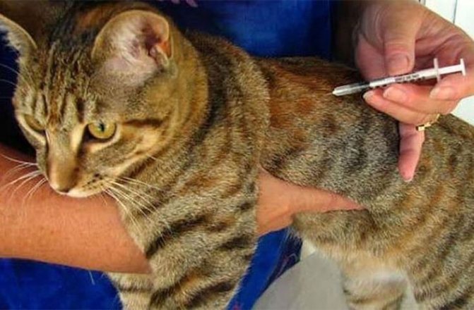 Амоксициллин кошке удобно вводить инсулиновым шприцом