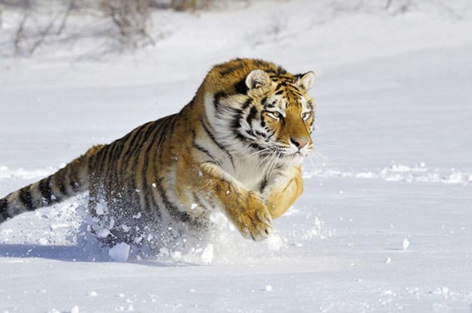 Амурский тигр (лат. Panthera tigris altaica)
