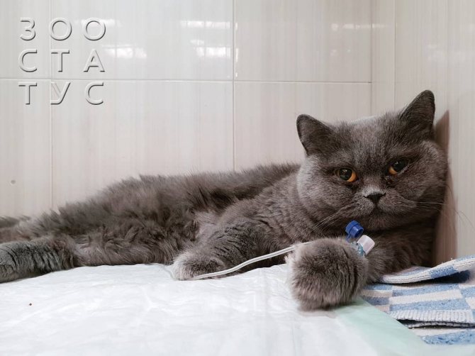 Анемия у кошек - виды, симптомы, причины, лечение. Гемолитическая анемия у кошек