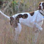 Английский-пойнтер-собака-Описание-особенности-виды-уход-и-цена-породы-3