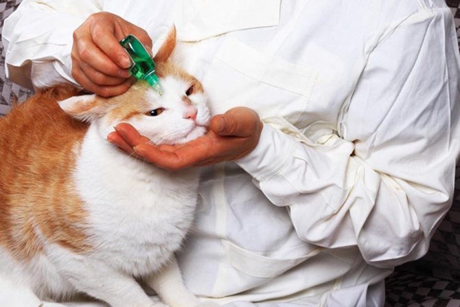 Антибиотики для кошек при инфекции