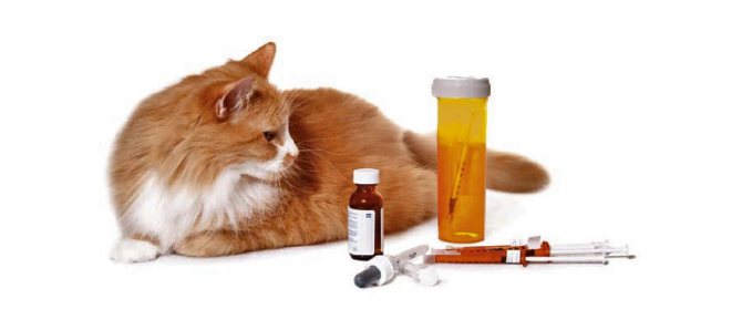 Антибиотики для кошек при инфекции