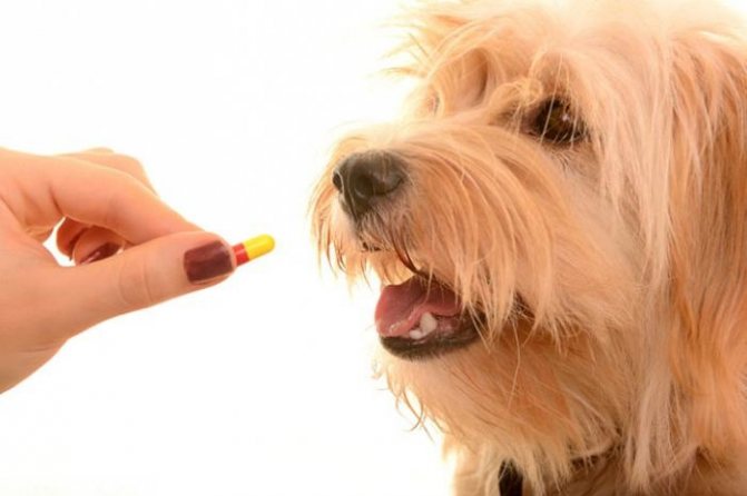 Антибиотики для собак