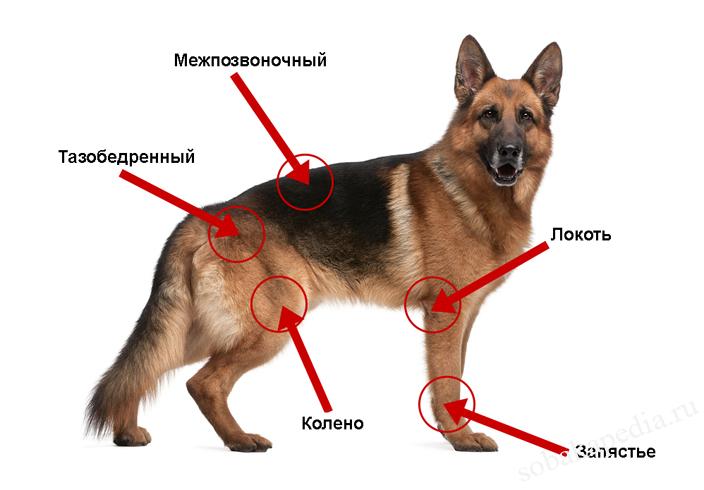 Дисплазия у собаки симптомы и лечение фото