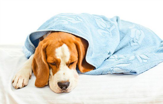 Авитаминоз у собак симптомы и лечение фото
