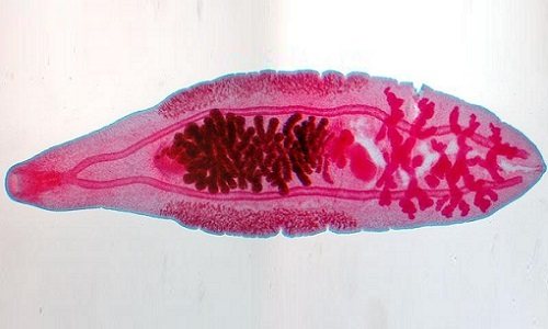 Азинокс активен в отношении преимущественного большинства цестодозов (ленточных червей) и трематод (плоских червей)