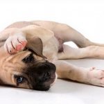 Баланопостит у собак способен протекать как в лёгкой, так и осложнённой форме