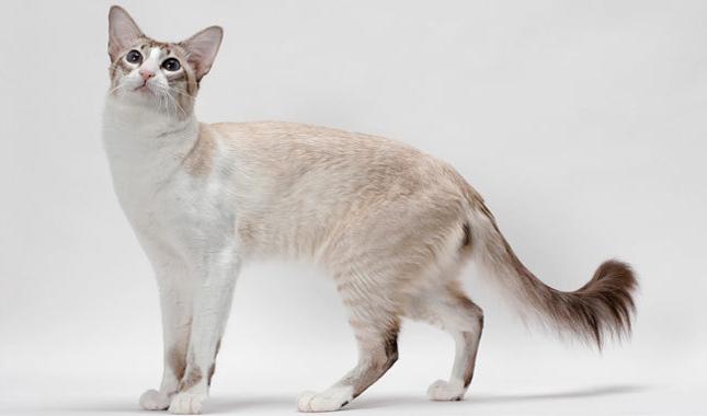 балийская порода кошек