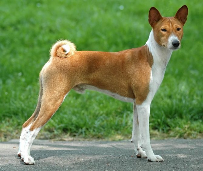 Басенджи - собака, которая не лает