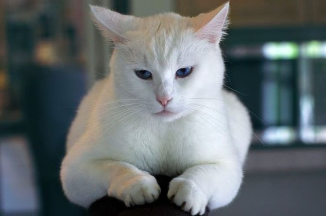 Белая грустная кошка