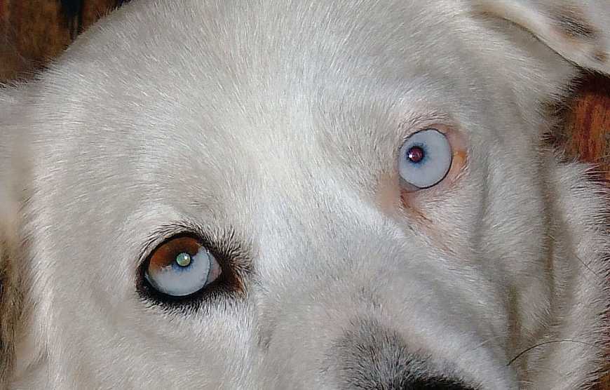 Мутные глаза у собаки: катаракта, третье веко, бельмо, глаукома, пленка .